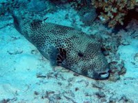 /album/mindent-a-vizert/borondh-jpg/