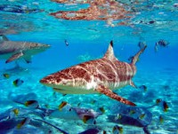 /album/mindent-a-vizert/capa-jpg/