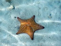 /album/mindent-a-vizert/csillag-jpg/