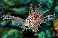 /album/mindent-a-vizert/tuzhal-jpg/