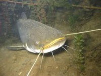 /album/mindent-a-vizert/harcsa-jpg/