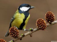 /album/mindent-a-vizert/cinege-jpg/