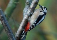 /album/mindent-a-vizert/harkaly-jpg/