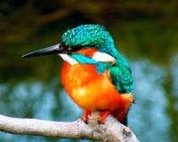 /album/mindent-a-vizert/jegmadar-jpg/