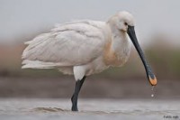 /album/mindent-a-vizert/kanalas-jpg/