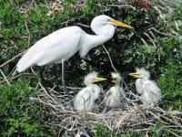 /album/mindent-a-vizert/kocsag-jpg/