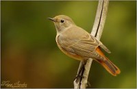 /album/mindent-a-vizert/rozsda-jpg/